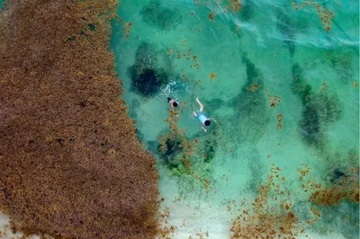 Public Health Nuisance - Sargassum impact